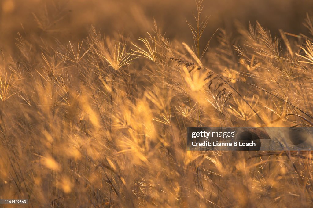 Grass Background