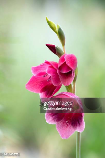 gladiolo - gladiolus fotografías e imágenes de stock