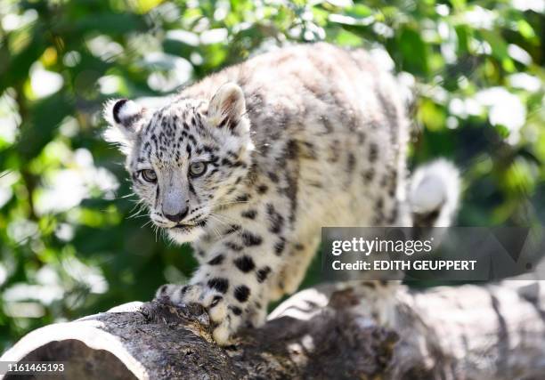 Baby snow leopard walks through its enclosure at the Wilhelma zoo in Stuttgart, southern Germany, on August 13, 2019. - The animal is one of two snow...
