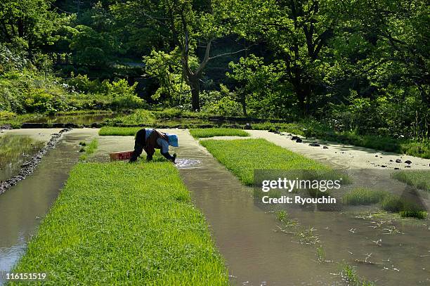 planting ripce,the country,hand work - niigata prefecture stock pictures, royalty-free photos & images
