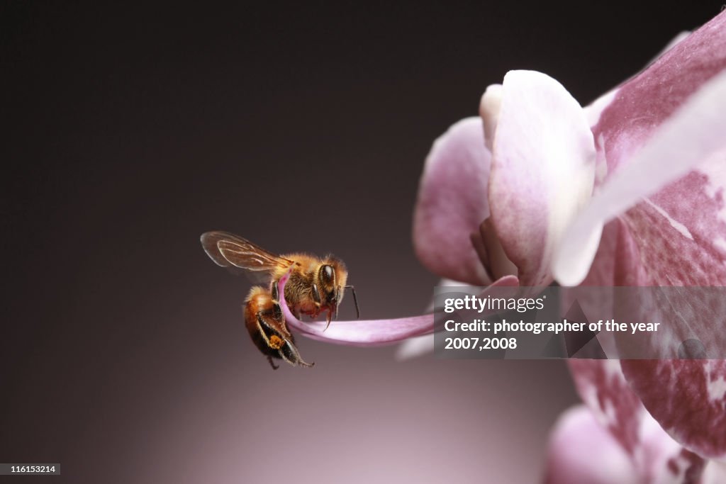 Spring bee