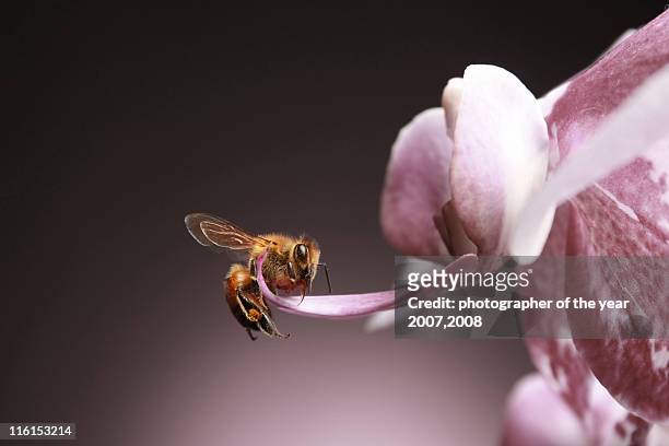 spring bee - orquidea salvaje fotografías e imágenes de stock