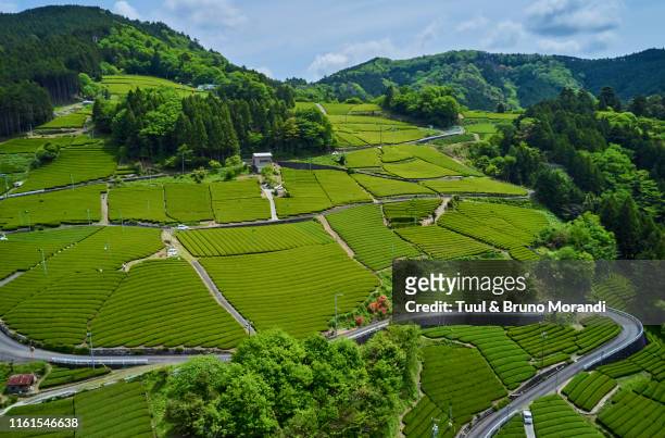 japan, honshu, shizuoka, tea fields - shizuoka prefecture stock pictures, royalty-free photos & images
