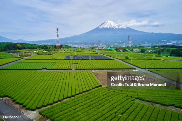 japan, honshu, shizuoka, tea fields and mount fuji - shizuoka prefecture stock pictures, royalty-free photos & images