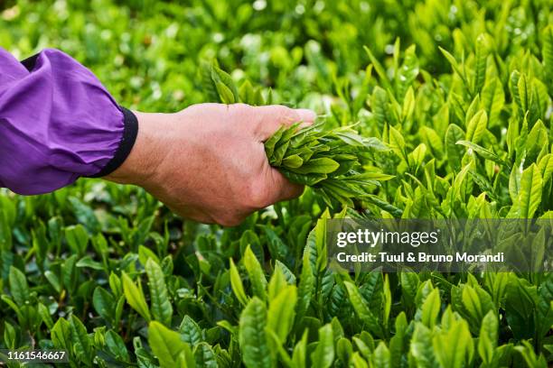 japan, honshu, shizuoka, tea fields - green tea leaves stock pictures, royalty-free photos & images