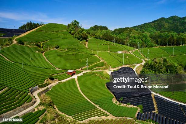 japan, honshu island, kansai region, uji, tea field - honshu stock pictures, royalty-free photos & images