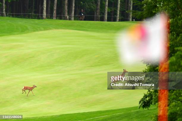 Deers run on a fairway during the second round of the Nippon Ham Ladies Classic at Katsura Golf Club on July 12, 2019 in Tomakomai, Hokkaido, Japan.
