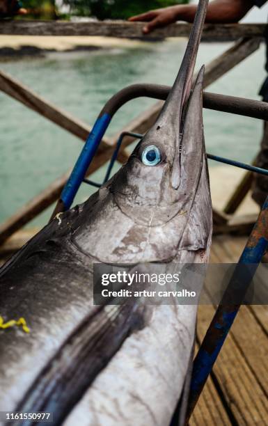 atlantic blue marlin - espadon saut photos et images de collection