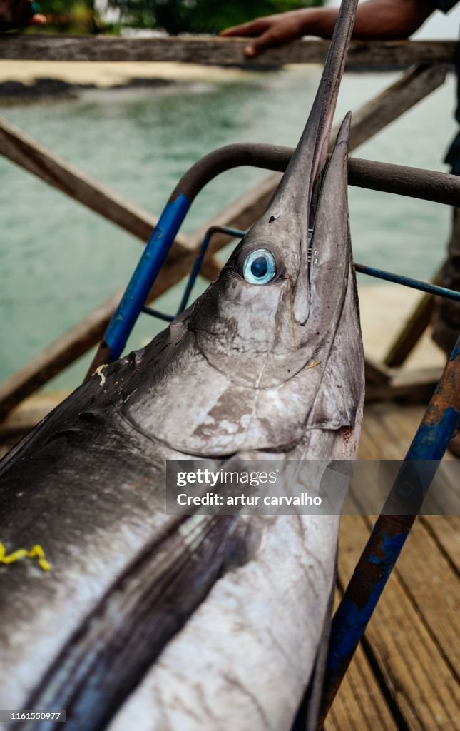 Atlantic blue marlin