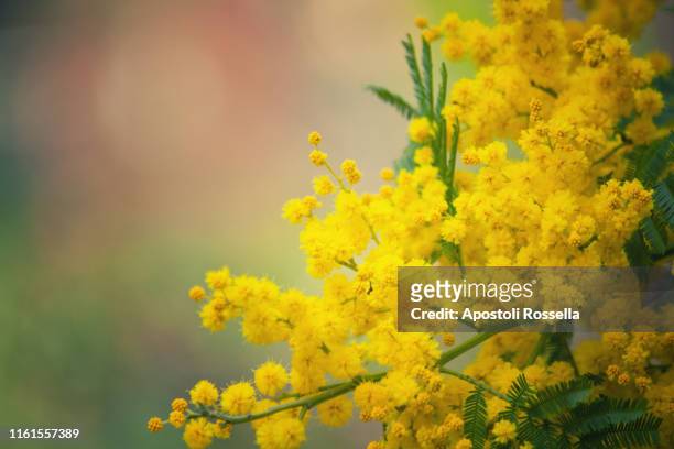 mimosa flowers for womens day - mimosa bildbanksfoton och bilder