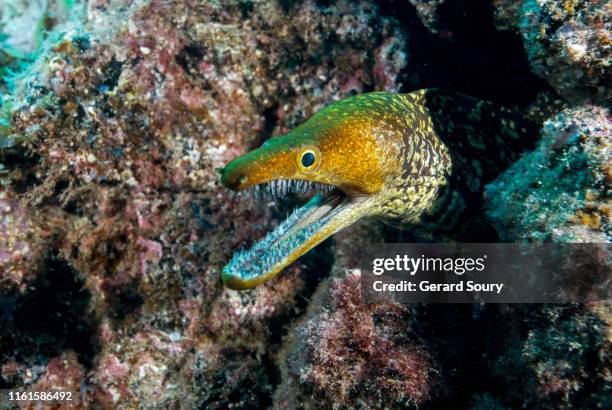 a fangtooth moray eel getting out of its den with mouth wide open - fangtooth fish stock pictures, royalty-free photos & images