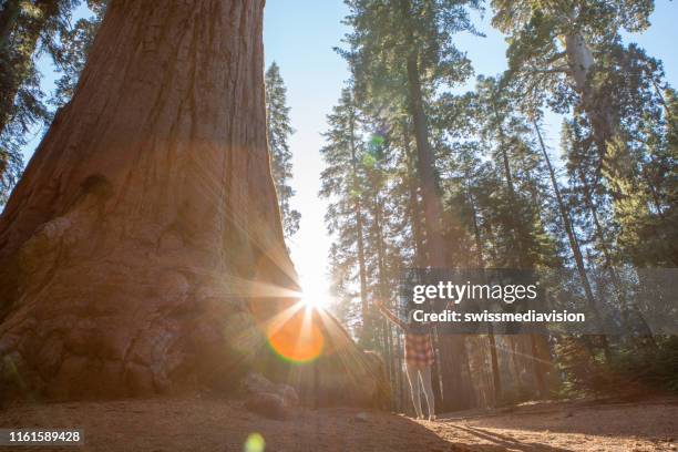 junge frau steht arme ausgestreckt in der nähe von riesigen sequoia-bäumen im wald - giant sequoia stock-fotos und bilder