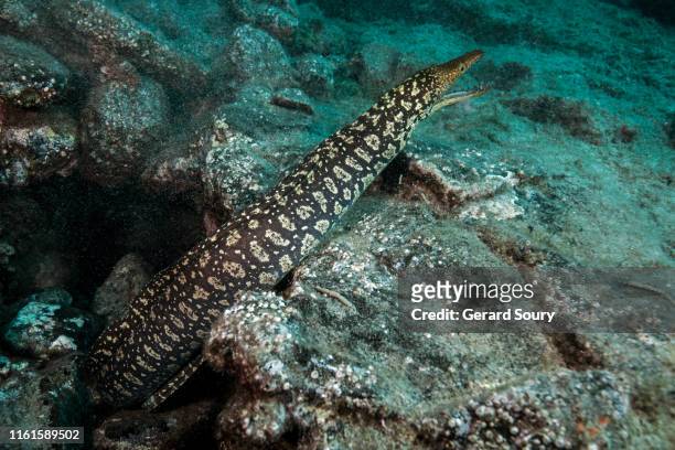 a fangtooth moray eel getting out of its den - fangtooth stock pictures, royalty-free photos & images