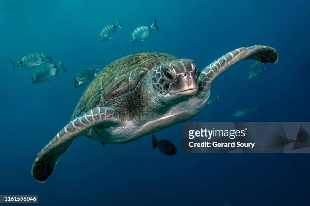 a green turtle swimming in open water - animales salvajes fotografías e imágenes de stock