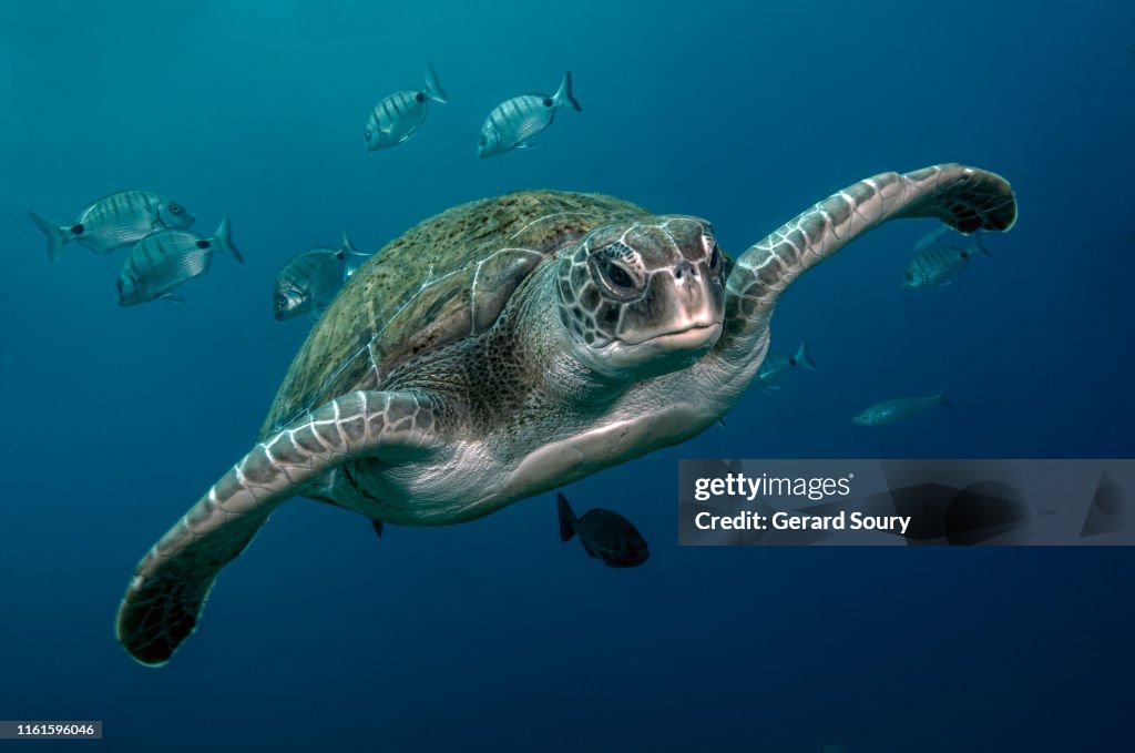 A green turtle swimming in open water