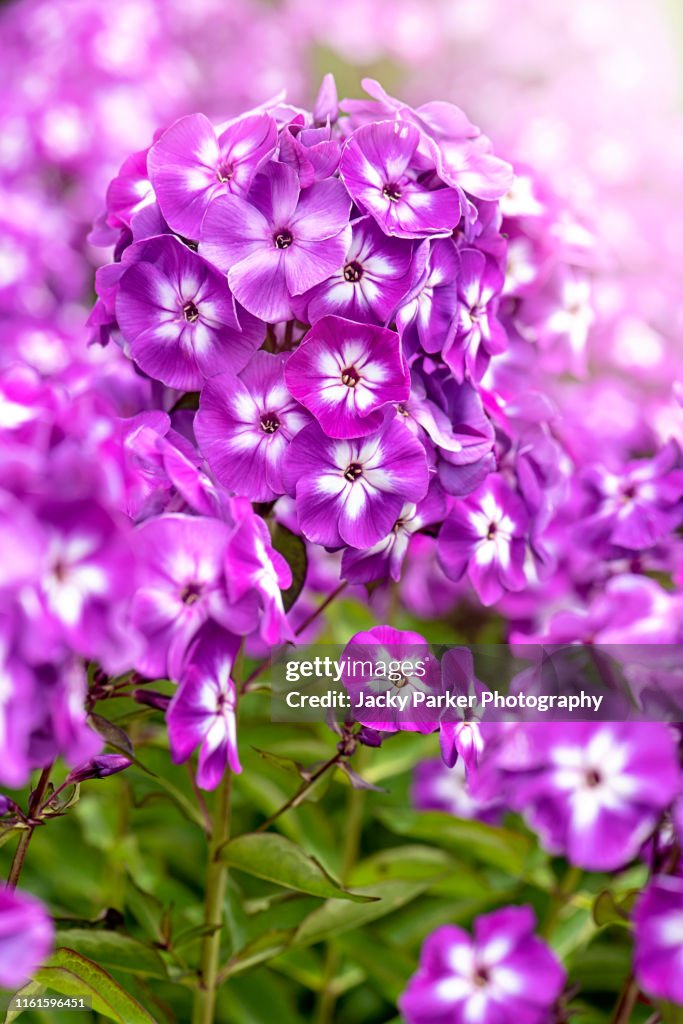 Close-up image of the vibrant summer flowering pink/purple Phlox paniculata 'Laura'