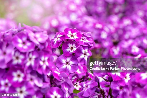 close-up image of the vibrant summer flowering pink/purple phlox paniculata 'laura' - phlox stock-fotos und bilder