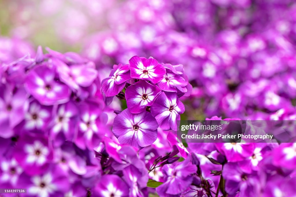 Close-up image of the vibrant summer flowering pink/purple Phlox paniculata 'Laura'