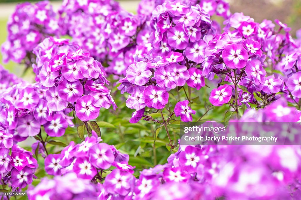 Close-up image of the vibrant summer flowering pink/purple Phlox paniculata 'Laura'