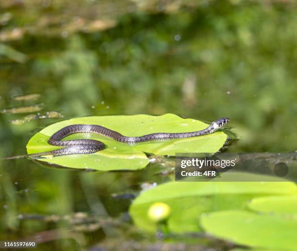 ring snake, ring snake, grass snake, natrix natrix - grass snake stock pictures, royalty-free photos & images