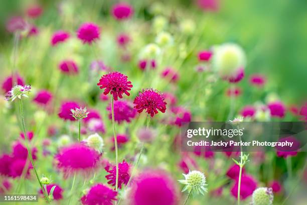 close-up image of the beautiful summer flowering, deep pink knautia macedonica also known as macedonian scabious - pin cushion stock pictures, royalty-free photos & images