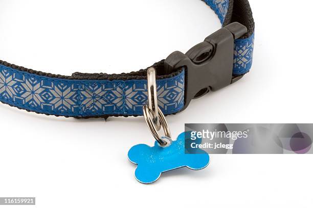 holiday dog collar - collar stock pictures, royalty-free photos & images