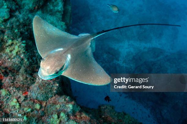 a common eagle ray swimming over the reef - stingray fotografías e imágenes de stock