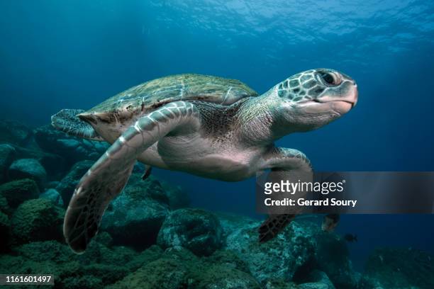 a green turtle swimming in open water - zeedieren stockfoto's en -beelden