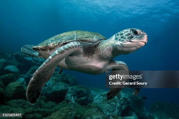 a green turtle swimming in open water - sea life stock pictures, royalty-free photos & images