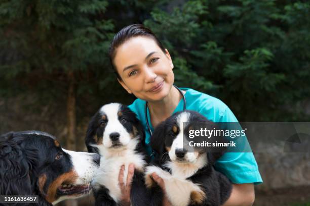 animal hospital - breeder stock pictures, royalty-free photos & images