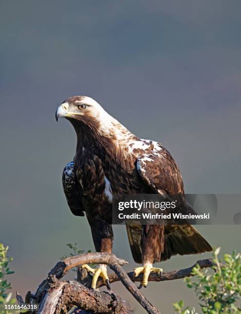 iberian imperial eagle, extremadura, spain - aquila heliaca stock pictures, royalty-free photos & images