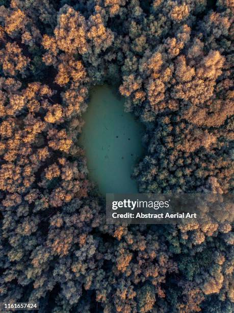 small lake surrounded by autumn coloured trees, belgium - belgium aerial stock pictures, royalty-free photos & images