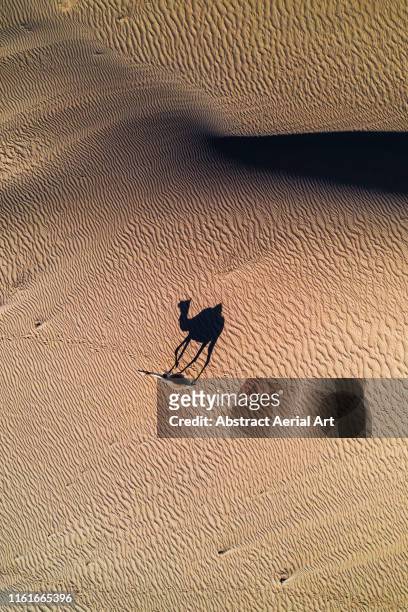 Lonely camel and its shadow in the desert, United Arab Emirates