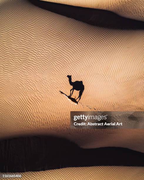 aerial perspective of a camel and its shadow at sunset, united arab emirates - cammello foto e immagini stock