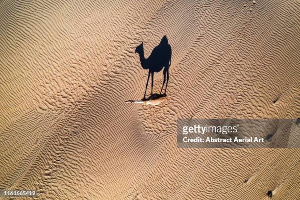 single camel photographed from above, united arab emirates - art from the shadows stock pictures, royalty-free photos & images
