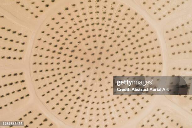 Emirates Tree Pattern United Emirates Pattern Photos and Premium High Res Pictures - Getty Images