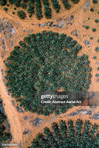 Emirates Tree Pattern 6,643 United Emirates Pattern Stock Photos, High-Res Pictures, and ...