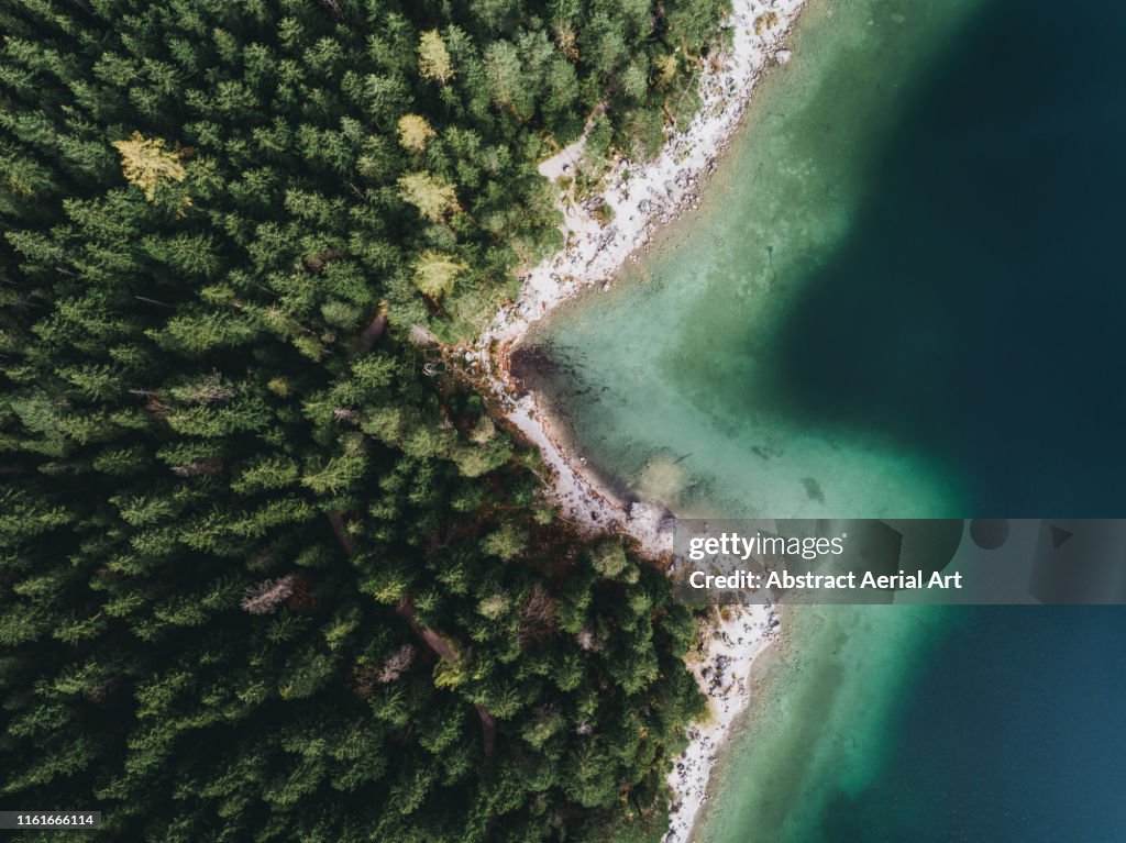 Treetops on banks of lake Eibsee, Bavaria, Germany