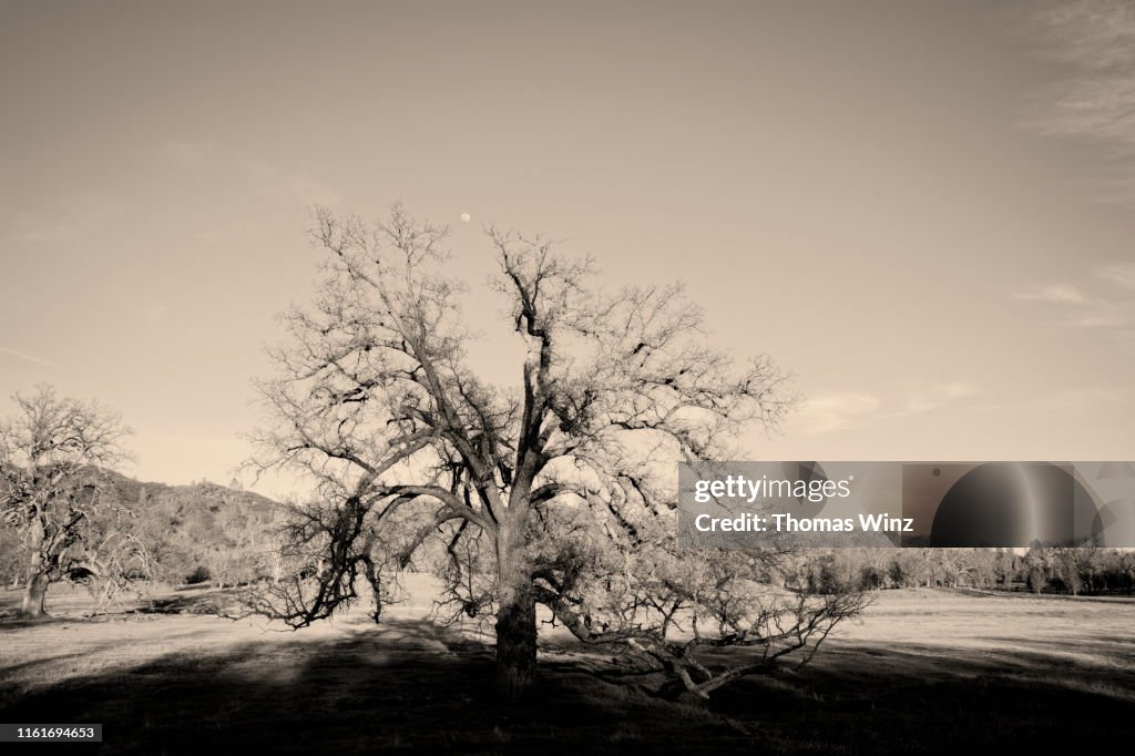 Tree in springtime