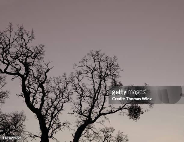 silhouetted barren tree with mistletoe - mistel stock-fotos und bilder