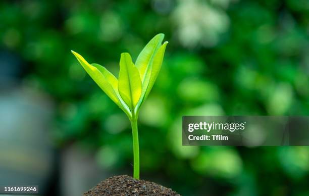young green leaves are sprouting, growth up, business growth concept. - new testament stockfoto's en -beelden