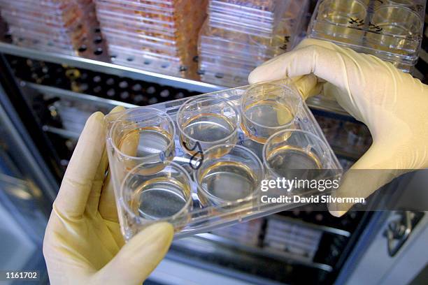 Israeli researcher Michal Amit removes a tray containing human stem cell colonies growing in liquid solutions from an incubator September 5, 2001 at...