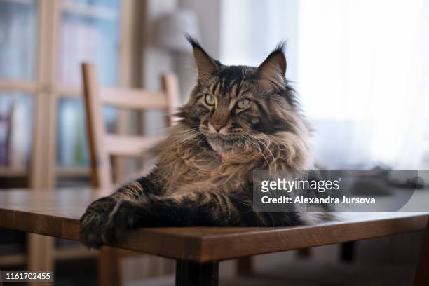 maine coon cat (gentle giant) - giantess stock pictures, royalty-free photos & images