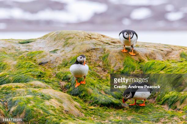 papegaaiduikers voor de kust van spitsbergen - spitsbergen stockfoto's en -beelden
