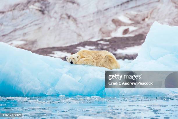 orso polare su un iceberg - isole svalbard foto e immagini stock