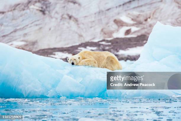 ijsbeer op een ijsberg - spitsbergen stockfoto's en -beelden