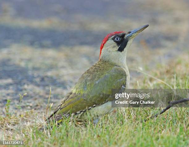 green woodpecker [picus viridis] - vrouwtjesdier stockfoto's en -beelden