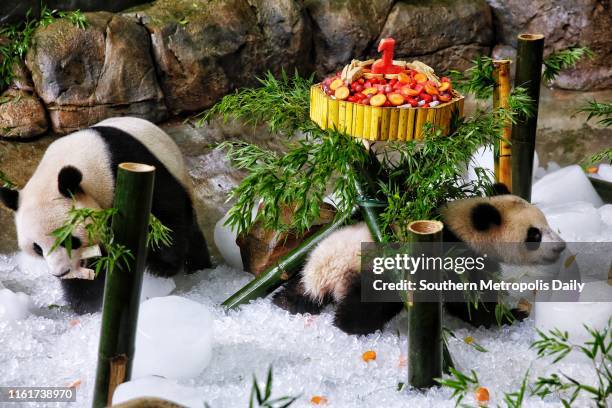Giant panda cub Long Zai enjoys a cake decorated with fruit with his mother Long Long during its first birthday at the Chimelong Safari Park on July...