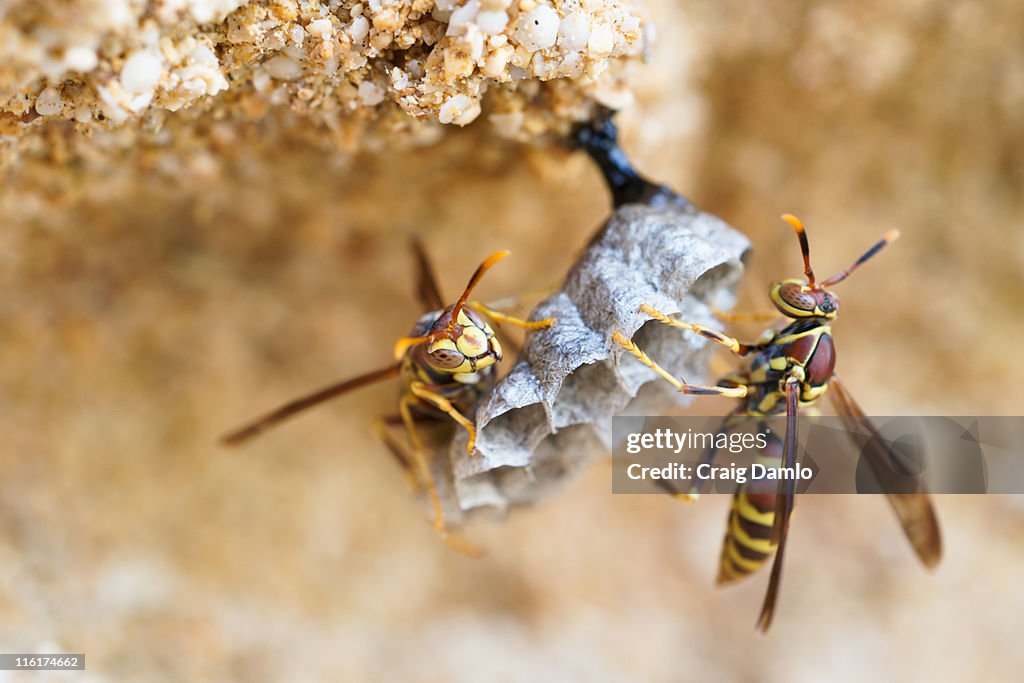 Two hornets building nest