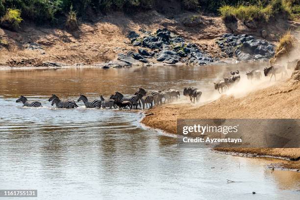 wildebeest great migration with zebra herd - incredible struggle for survival - zebra herd stock-fotos und bilder